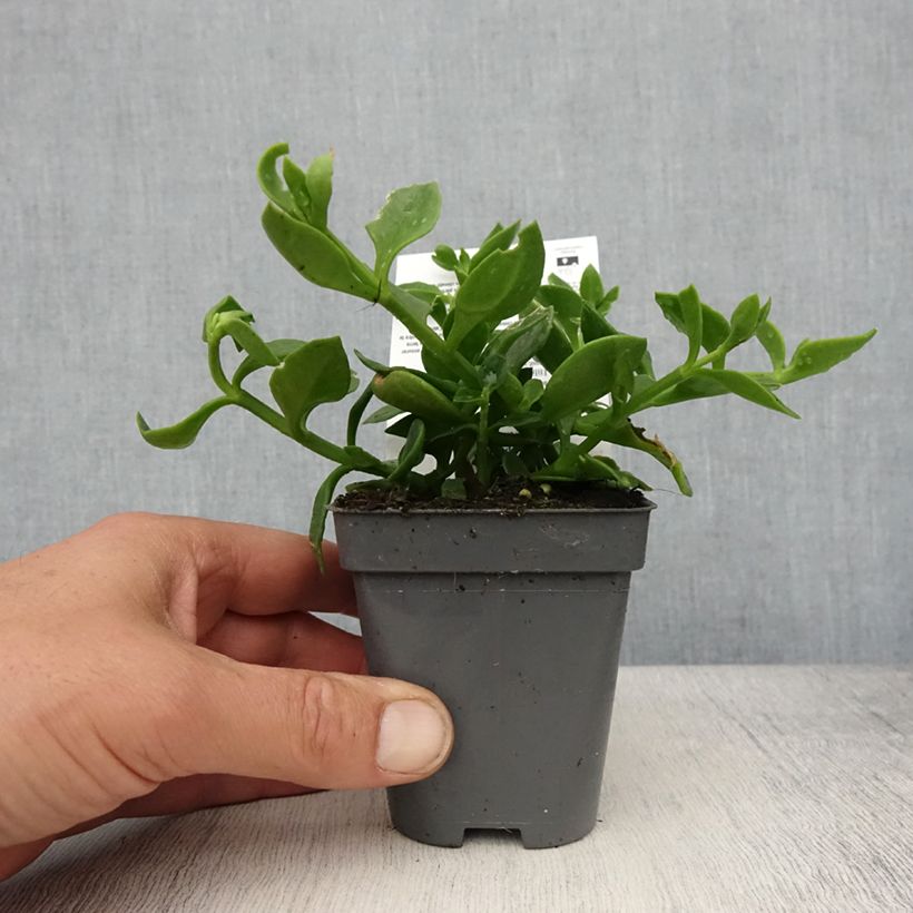 Exemplar von Aptenia cordifolia - Aptenie Kleine Töpfe von 8/9 cm wie im Frühjahr geliefert