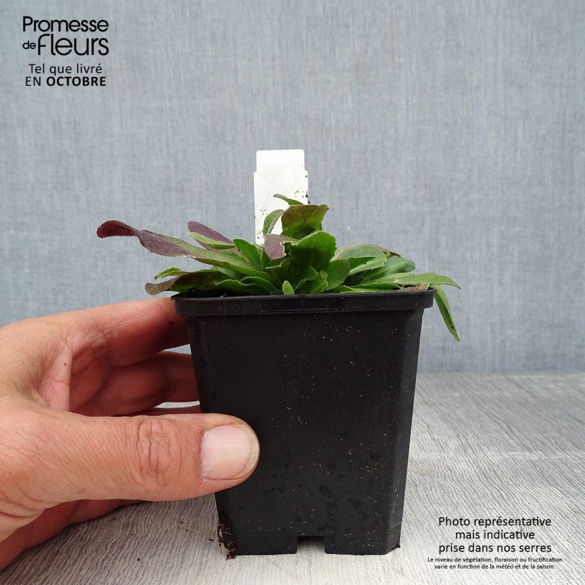Exemplar von Arabis blepharophylla Frühlingzauber - Wimpernblättrige Gänsekresse Kleine Töpfe von 8/9 cm wie im Herbst geliefert