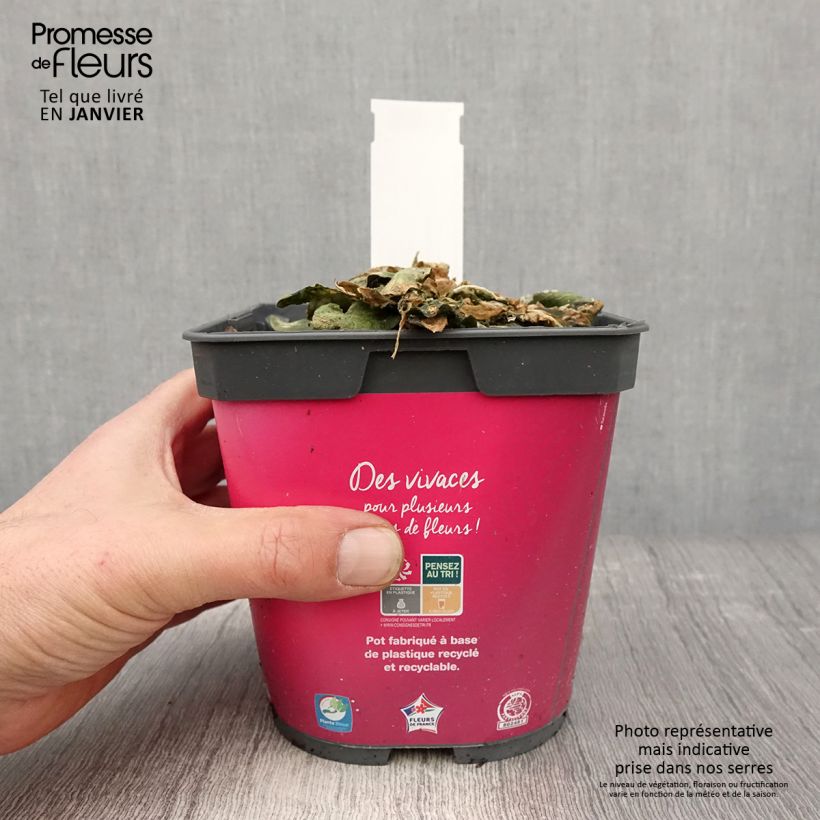 Exemplar von Arabis blepharophylla - Wimperblättrige Gartenkresse Topf mit 2L/3L wie im Winter geliefert