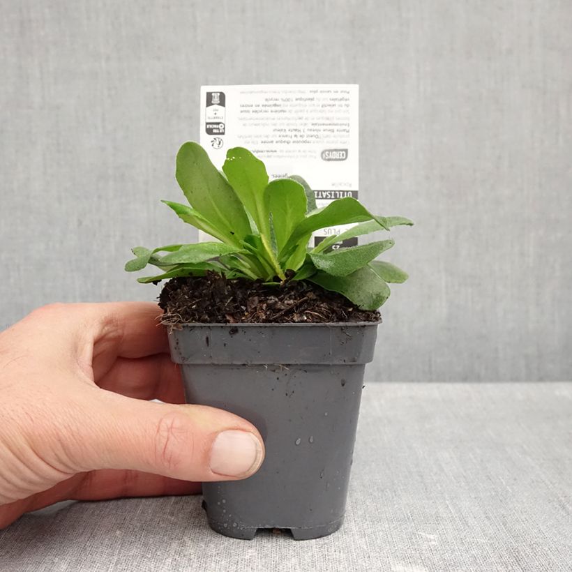 Exemplar von Arabis blepharophylla Rose Delight - Wimpernblättrige Gänsekresse Kleine Töpfe von 7/8 cm wie im Herbst geliefert