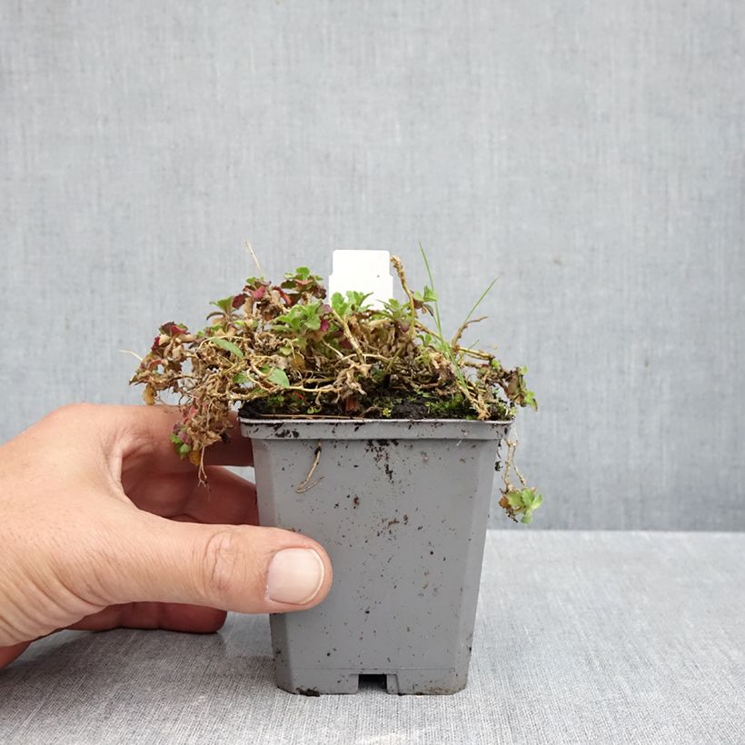 Exemplar von Arabis caucasica Rosea - Kaukasische Gänsekresse Kleine Töpfe von 8/9 cm wie im Herbst geliefert