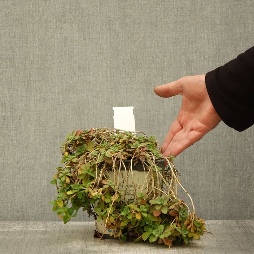 Exemplar von Arabis caucasica Alabaster - Kaukasische Gänsekresse Topf mit 2L/3L wie im Herbst geliefert