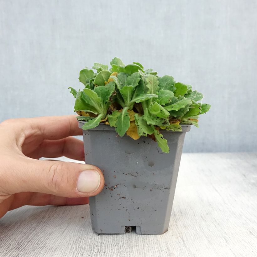 Exemplar von Arabis caucasica Plena - Kaukasische Gänsekresse Kleine Töpfe von 7/8 cm wie im Herbst geliefert