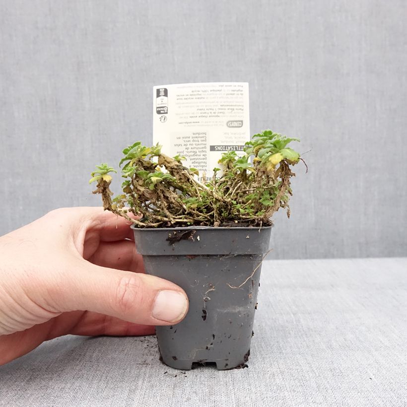 Exemplar&#x20;von&#x20;Arabis&#x20;caucasica&#x20;Snowball&#x20;-&#x20;Kaukasische&#x20;G&#xE4;nsekresse&#x20;Kleine&#x20;T&#xF6;pfe&#x20;von&#x20;8&#x2F;9&#x20;cm&#x20;wie&#x20;im&#x20;Winter&#x20;geliefert