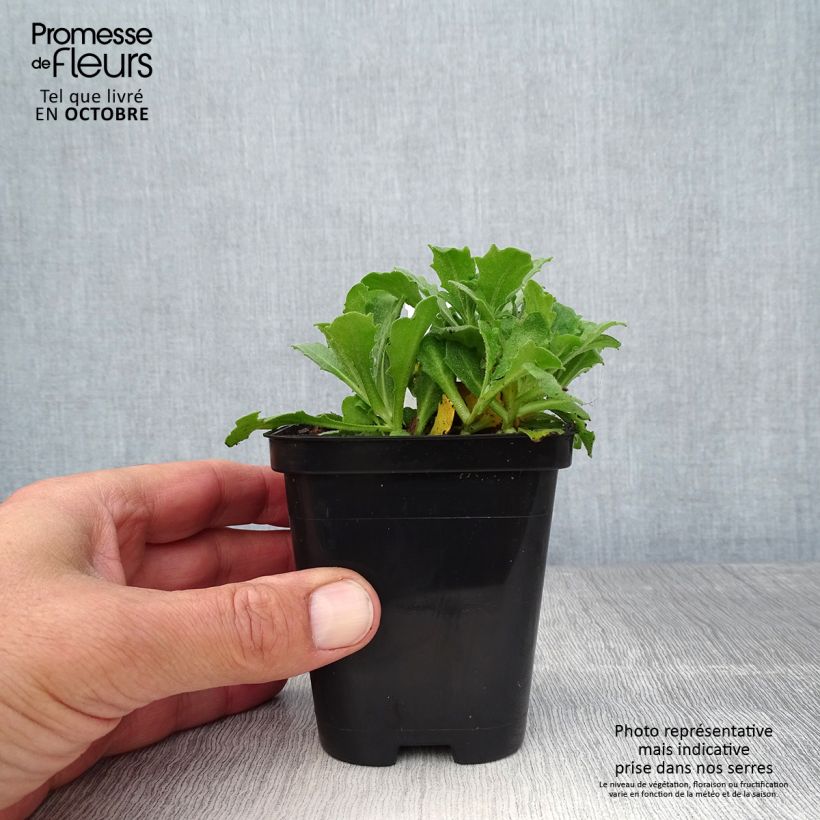 Exemplar von Arabis caucasica Snowcap - Kaukasische Gänsekresse Kleine Töpfe von 8/9 cm wie im Herbst geliefert