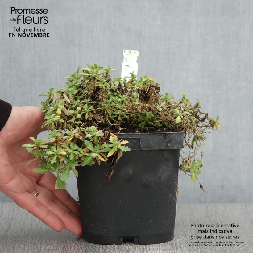 Exemplar von Arabis caucasica Snowcap - Kaukasische Gänsekresse Topf mit 2L/3L wie im Herbst geliefert