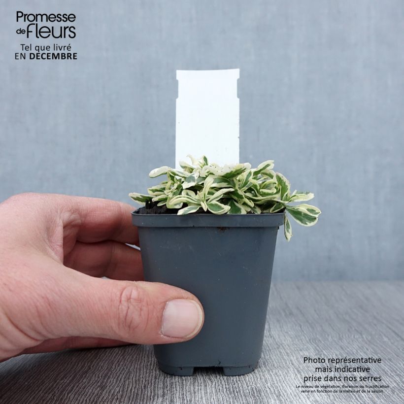 Exemplar von Arabis ferdinandi coburgii - Gänsekressen Kleine Töpfe von 8/9 cm wie im Herbst geliefert