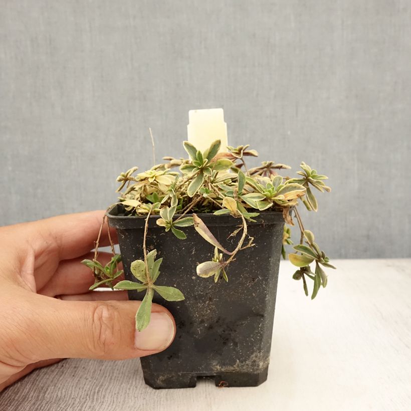 Exemplar von Arabis ferdinandi coburgii Old Gold - Weißbunte Gänsekresse Kleine Töpfe von 8/9 cm wie im Sommer geliefert