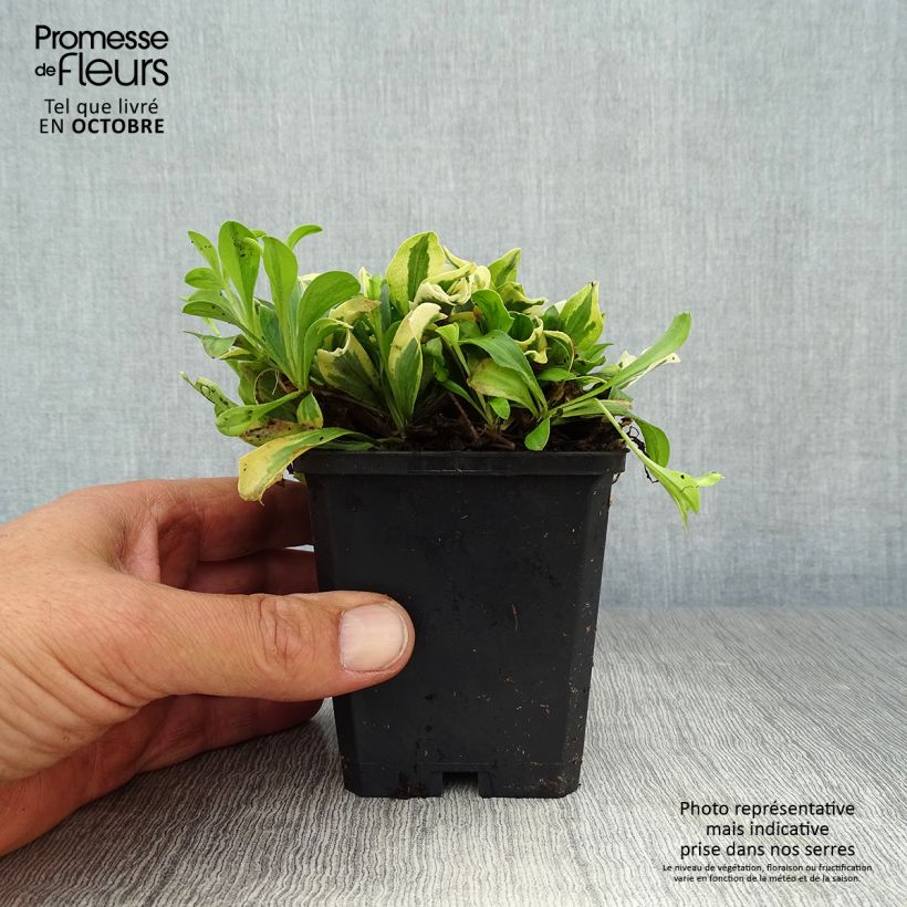 Exemplar von Arabis ferdinandi coburgii Variegata - Weißbunte Gänsekresse Kleine Töpfe von 8/9 cm wie im Herbst geliefert