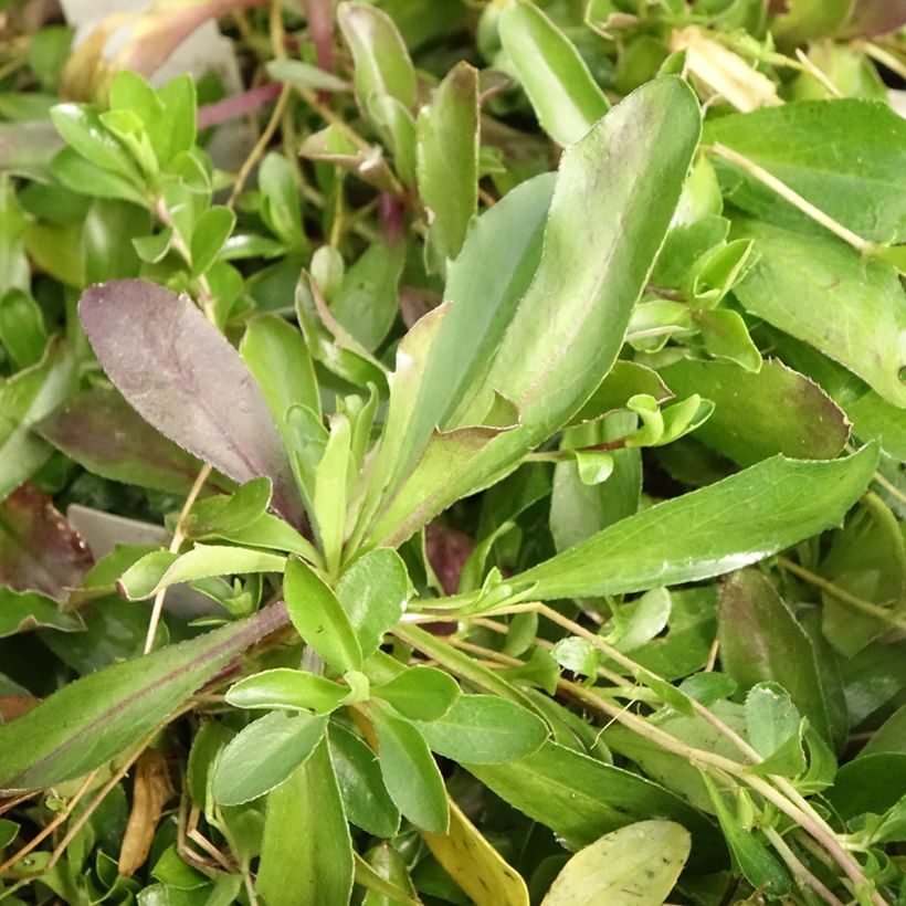 Arabis procurrens Neuschnee - Karpaten-Schaumkresse (Laub)
