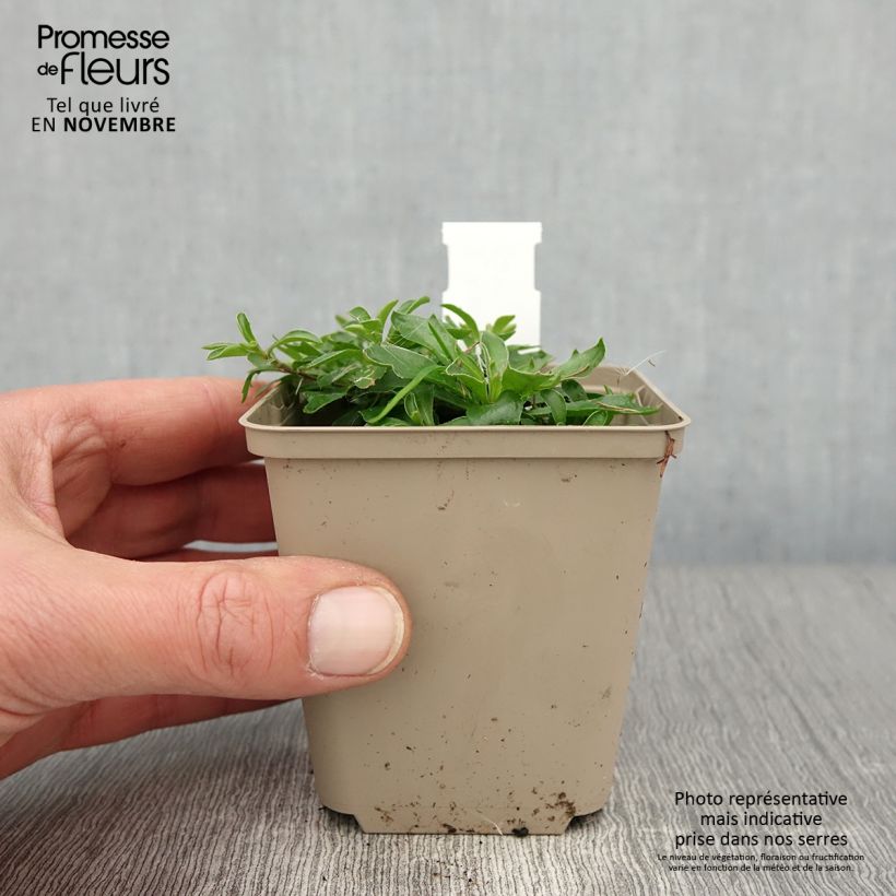 Exemplar von Arabis suendermannii - Sündermanns Schaumkresse Kleine Töpfe von 8/9 cm wie im Herbst geliefert
