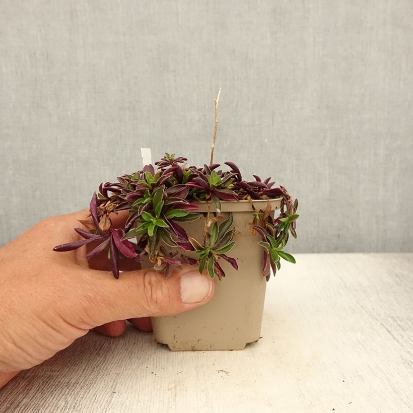 Exemplar von Arabis suendermannii - Sündermanns Schaumkresse Kleine Töpfe von 8/9 cm wie im Sommer geliefert