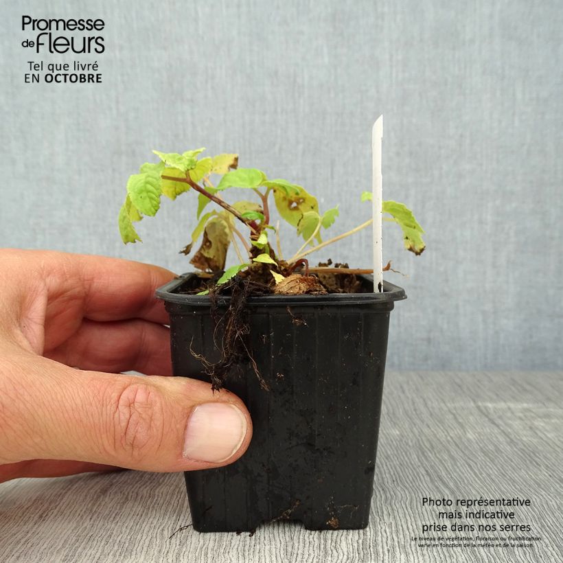 Exemplar von Aralia cordata Sun King - Gelblaubige Staudenaralie Kleine Töpfe von 8/9 cm wie im Herbst geliefert