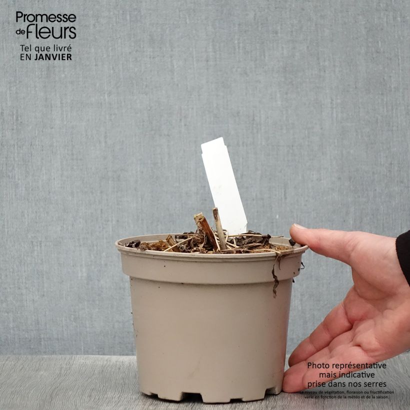 Exemplar von Aralia cordata Sun King - Gelblaubige Staudenaralie Topf mit 2L/3L wie im Winter geliefert