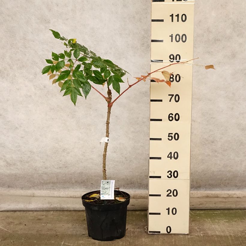 Exemplar von Aralia elata Golden Umbrella - Aralie Topf mit 7,5L/10L wie im Herbst geliefert