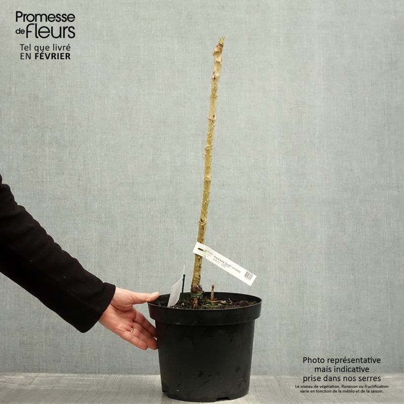 Exemplar von Aralia elata Golden Umbrella - Aralie Topf mit 7,5L/10L wie im Winter geliefert