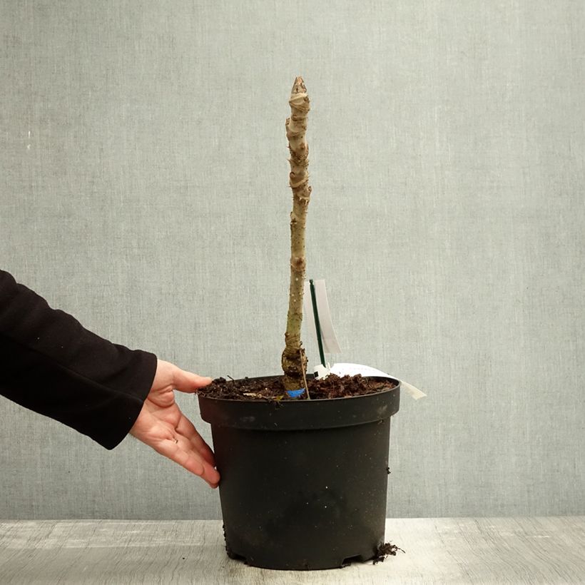 Exemplar von Aralia elata Silver Umbrella - Aralie Topf mit 7,5L/10L wie im Herbst geliefert
