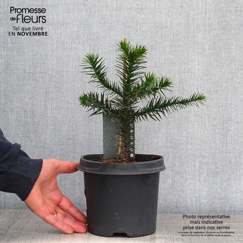 Exemplar von Araucaria araucana - Chilenische Araukarie Topf mit 3L/4L wie im Herbst geliefert