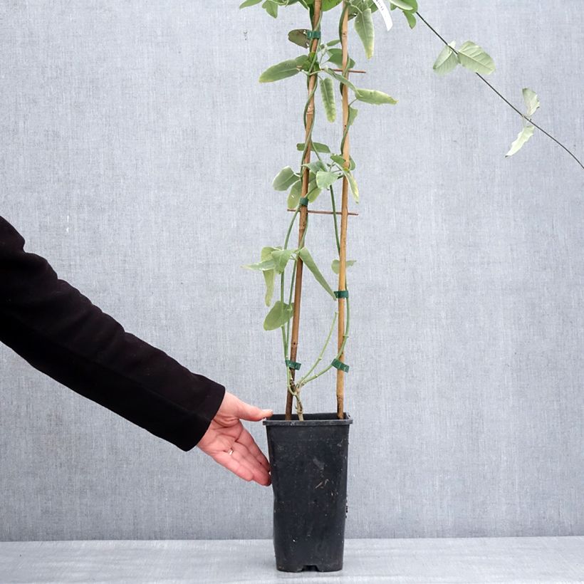 Exemplar von Araujia sericifera - Araujie Topf mit 2L/3L wie im Winter geliefert