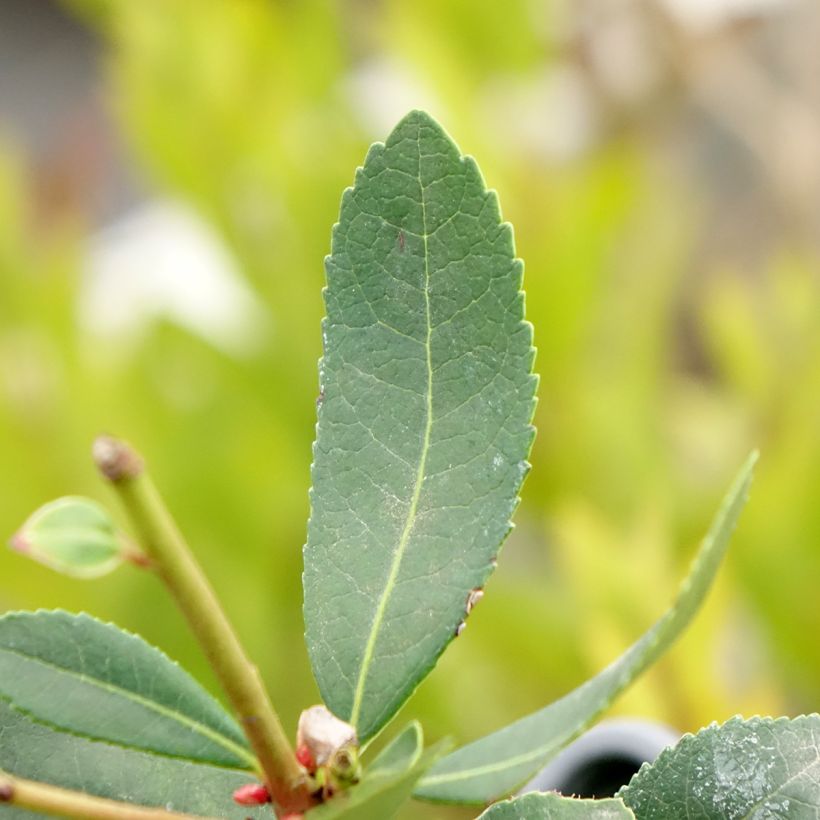 Westlicher Erdbeerbaum Pink Giant 'Nevez' - Arbutus unedo (Laub)