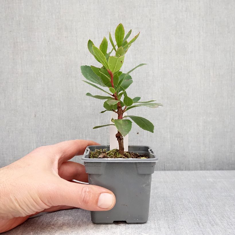 Exemplar von Westlicher Erdbeerbaum Pink Giant 'Nevez' - Arbutus unedo Kleine Töpfe von 8/9 cm wie im Frühjahr geliefert