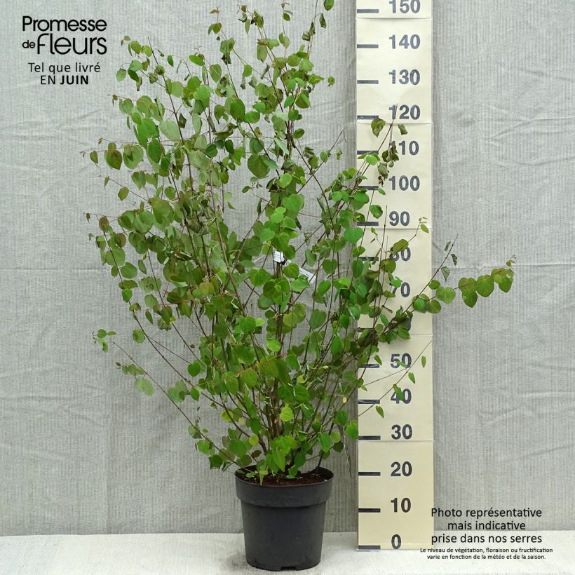 Exemplar von Japanischer Kuchenbaum - Cercidiphyllum japonicum Topf mit 7,5L/10L wie im Frühjahr geliefert