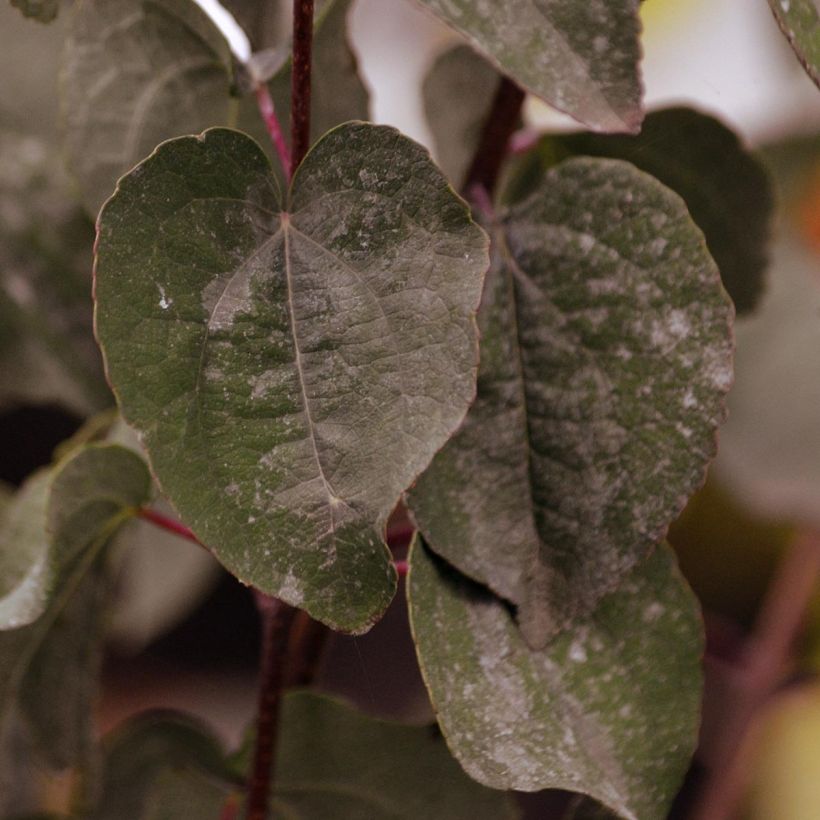 Japanischer Kuchenbaum Rotfuchs - Cercidiphyllum japonicum (Laub)