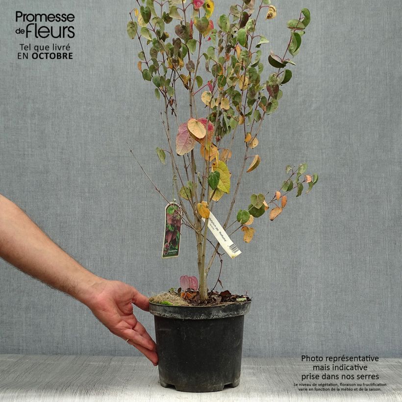 Exemplar von Japanischer Kuchenbaum Rotfuchs - Cercidiphyllum japonicum Topf mit 4L/5L wie im Herbst geliefert