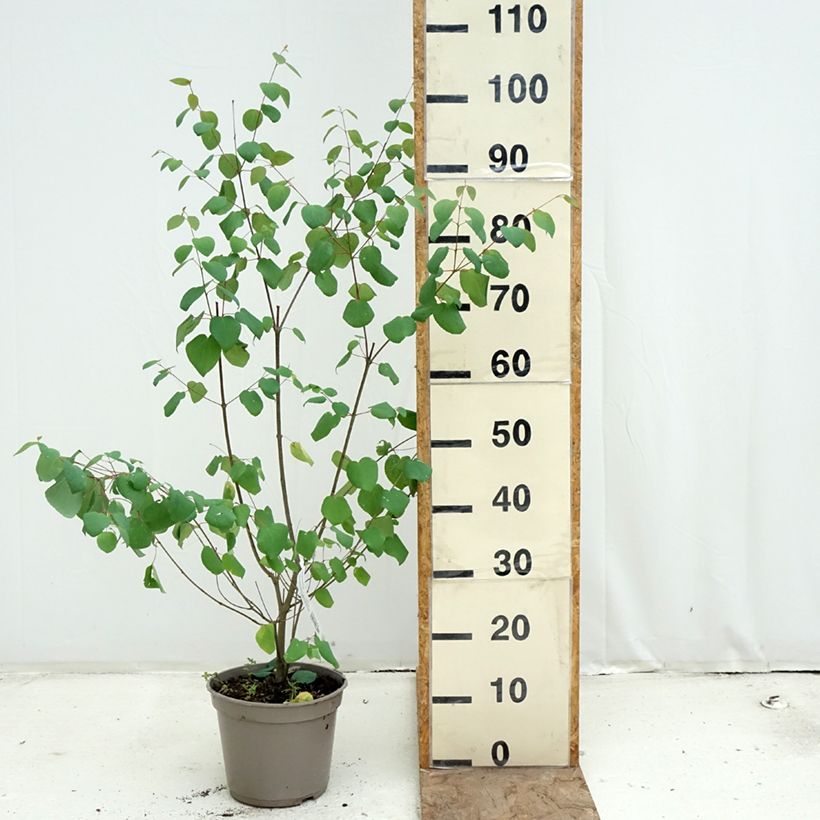 Exemplar von Japanischer Kuchenbaum Râ - Cercidiphyllum japonicum Topf mit 4L/5L wie im Frühjahr geliefert