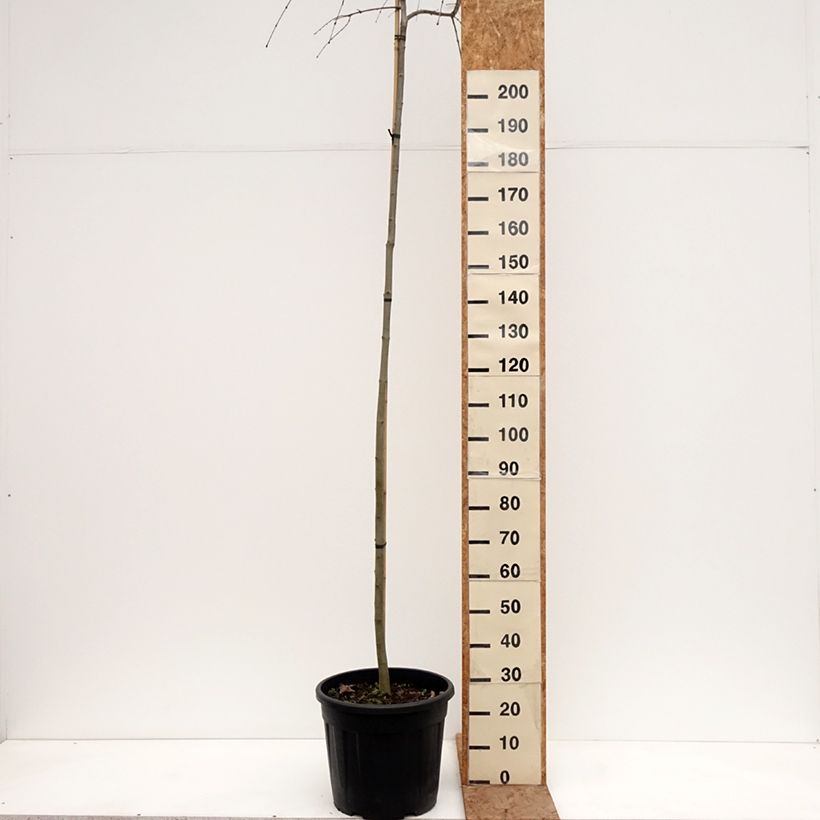 Exemplar von Japanischer Kuchenbaum Morioka Weeping - Cercidiphyllum japonicum Topf mit 30L/35L, Stamm wie im Winter geliefert