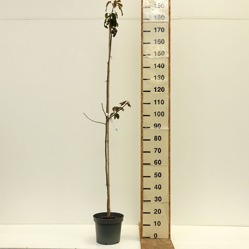 Exemplar von Davidia involucrata - Taschentuchbaum Topf mit 7,5L/10L wie im Herbst geliefert