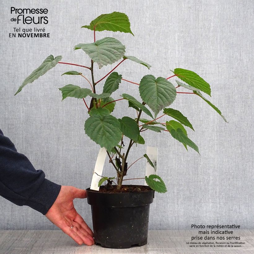 Exemplar von Davidia involucrata var. vilmoriniana - Taschentuchbaum Topf mit 3L/4L wie im Herbst geliefert