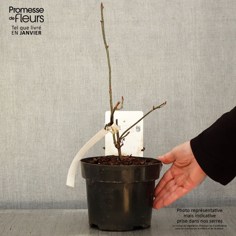 Exemplar von Davidia involucrata var. vilmoriniana - Taschentuchbaum Topf mit 3L/4L wie im Winter geliefert