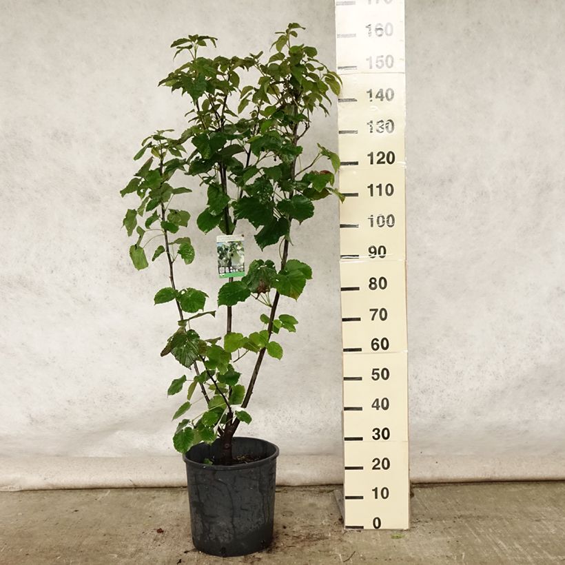 Exemplar von Davidia involucrata var. vilmoriniana - Taschentuchbaum Topf mit 18L/20L wie im Sommer geliefert