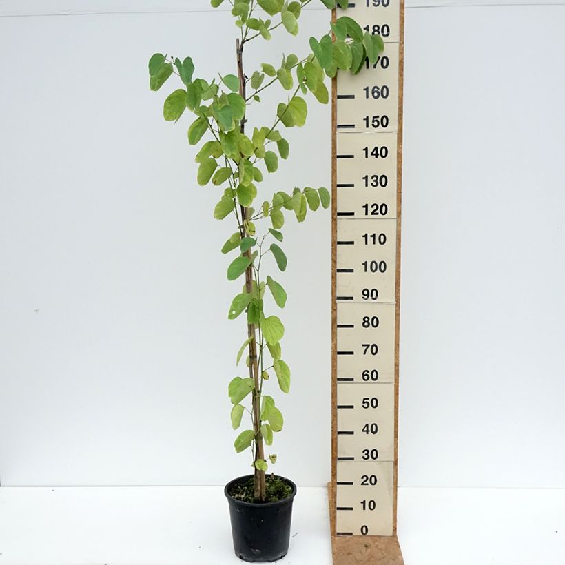 Exemplar von Bauhinia purpurea - Orchideenbaum Topf mit 7,5L/10L wie im Herbst geliefert