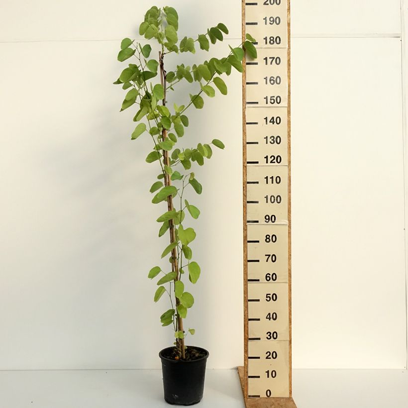 Exemplar von Bauhinia purpurea - Orchideenbaum Topf mit 7,5L/10L wie im Sommer geliefert