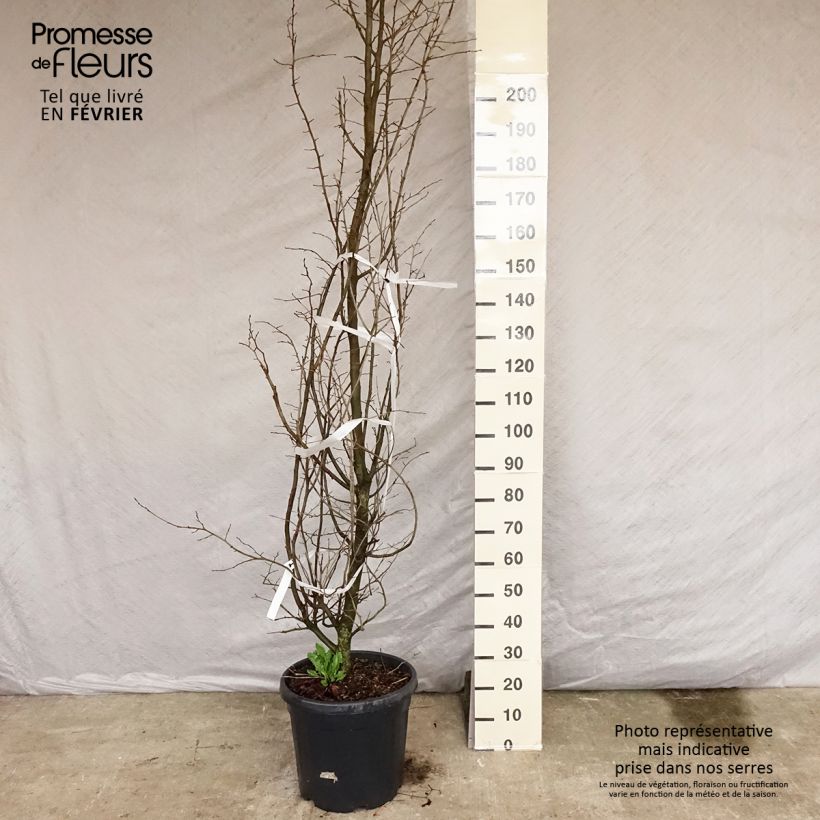 Exemplar von Eisenbaum - Parrotia persica Topf mit 30L/35L wie im Winter geliefert