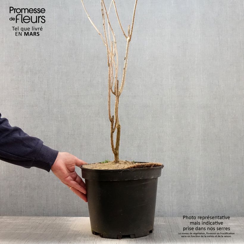 Exemplar von Japanischer Losbaum - Clerodendrum trichotomum Topf mit 7,5L/10L wie im Frühjahr geliefert