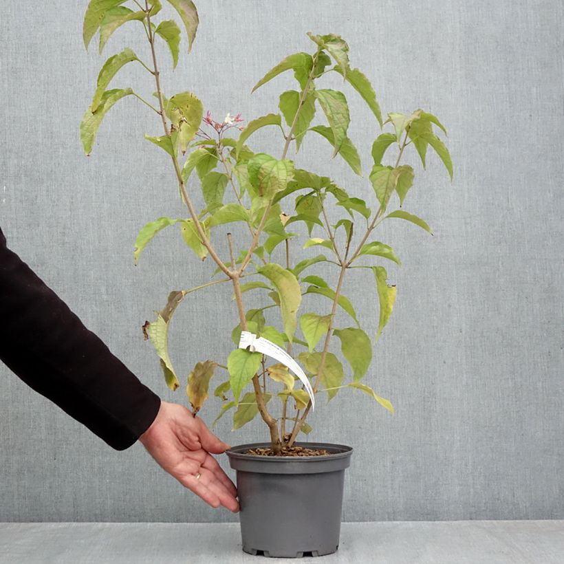 Exemplar von Japanischer Losbaum - Clerodendrum trichotomum Topf mit 3L/4L wie im Herbst geliefert