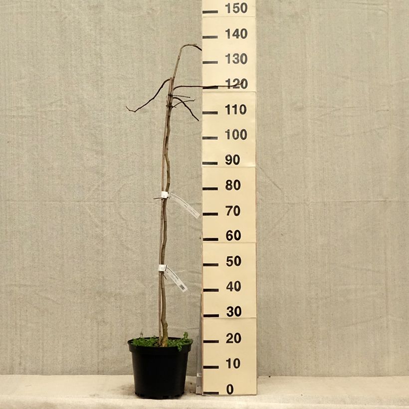 Exemplar von Albizia julibrissin 'Shidare' - Seidenakazie Topf mit 7,5L/10L wie im Frühjahr geliefert