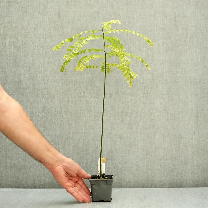 Exemplar von Sophora japonica - Japanischer Schnurbaum Kleine Töpfe von 8/9 cm wie im Herbst geliefert