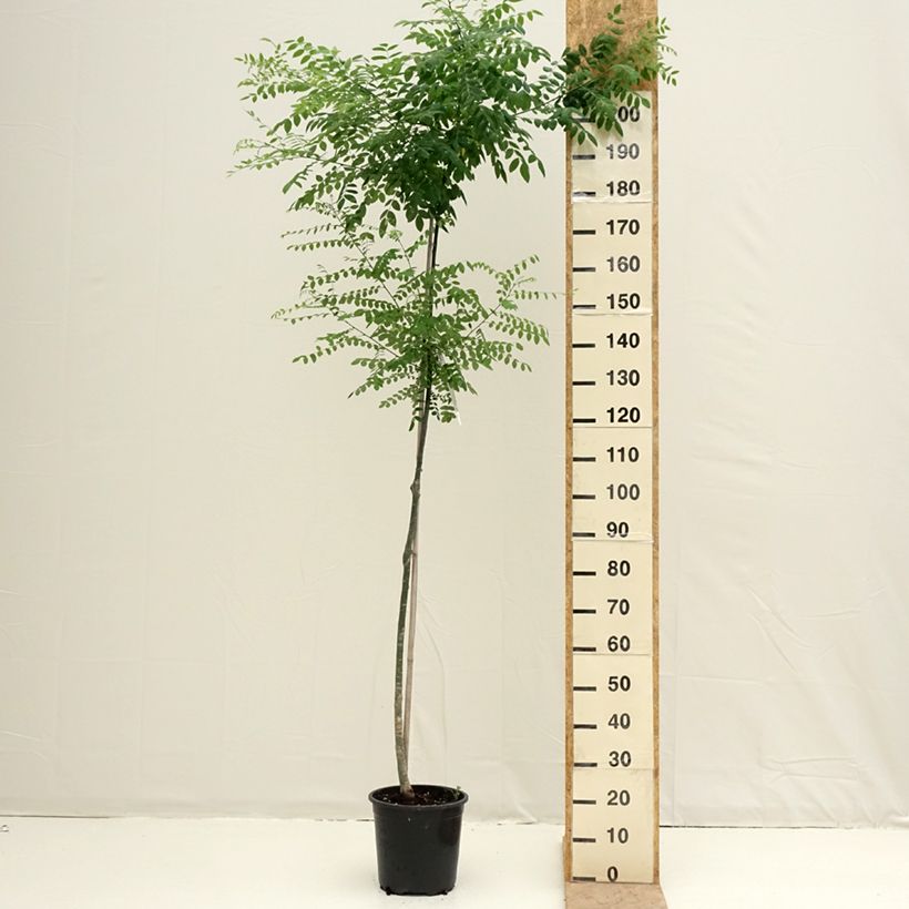 Exemplar von Sophora japonica - Japanischer Schnurbaum Topf mit 7,5L/10L wie im Frühjahr geliefert