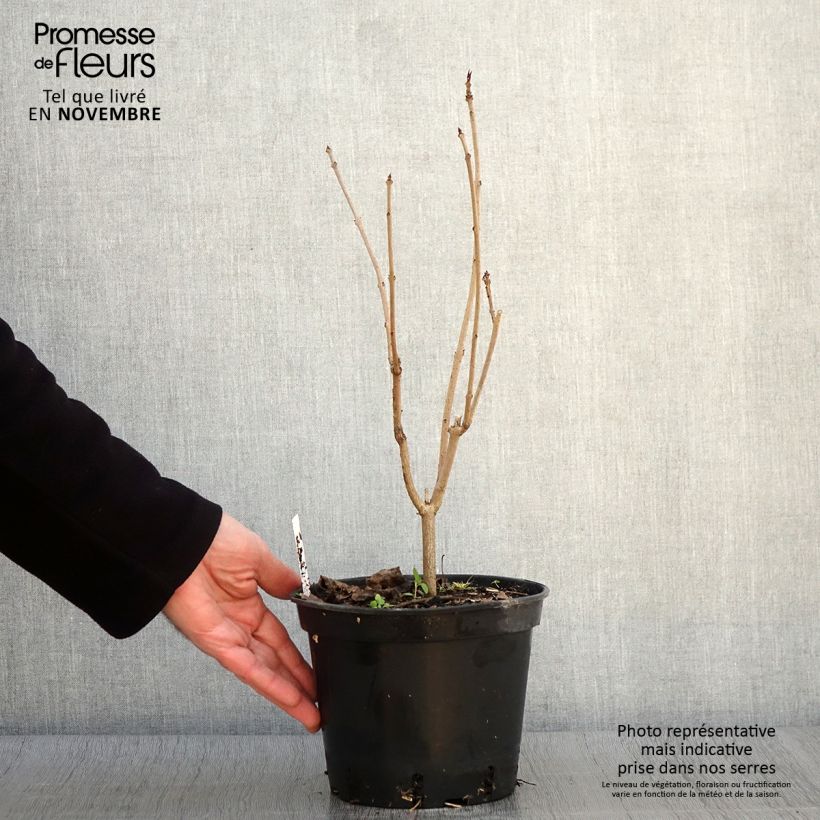 Exemplar von Japanischer Losbaum Fargesii - Clerodendrum trichotomum Topf mit 2L/3L wie im Herbst geliefert
