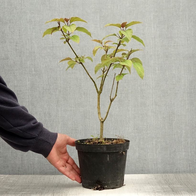 Exemplar von Japanischer Losbaum Fargesii - Clerodendrum trichotomum Topf mit 2L/3L wie im Sommer geliefert