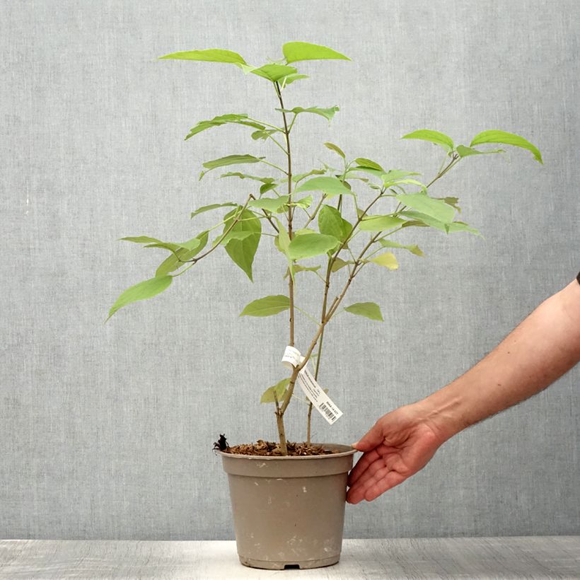 Exemplar von Japanischer Losbaum Fargesii - Clerodendrum trichotomum Topf mit 3L/4L wie im Sommer geliefert