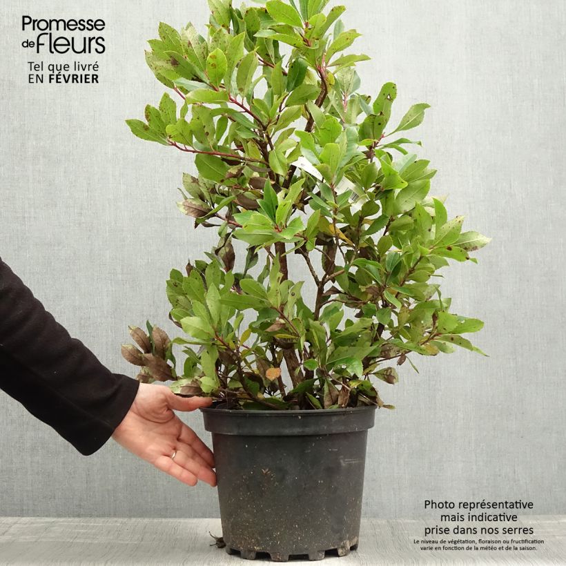 Exemplar von Arbutus unedo Compacta - Westlicher Erdbeerbaum Topf mit 7,5L/10L wie im Winter geliefert