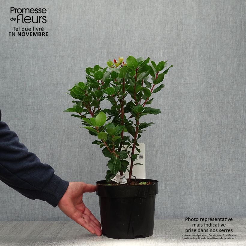 Exemplar von Arbutus unedo Rubra - Westlicher Erdbeerbaum Topf mit 3L/4L wie im Herbst geliefert