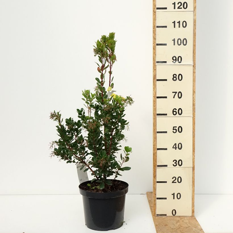 Exemplar von Arbutus unedo Rubra - Westlicher Erdbeerbaum Topf mit 7,5L/10L wie im Herbst geliefert