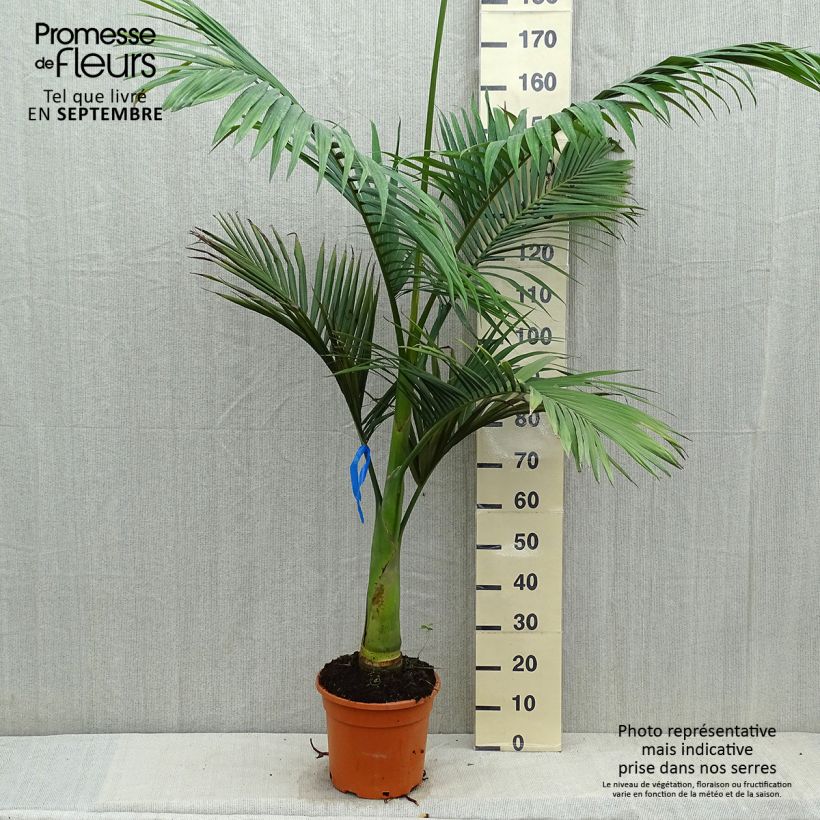 Exemplar von Archontophoenix alexandrae - Feuer-Palme Topf mit 7,5L/10L wie im Herbst geliefert
