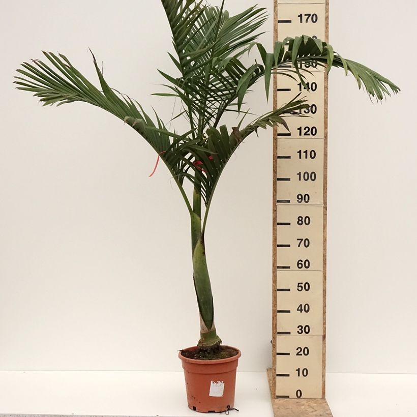 Exemplar von Archontophoenix alexandrae - Feuer-Palme Topf mit 7,5L/10L wie im Winter geliefert